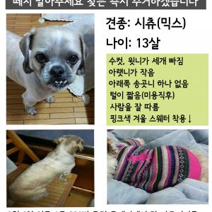 토토를 찾습니다!의정부! 사례금 20만원 드리겠습니다