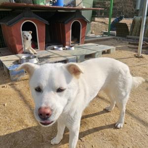 음성 원남면 삼용리 풍산개2마리