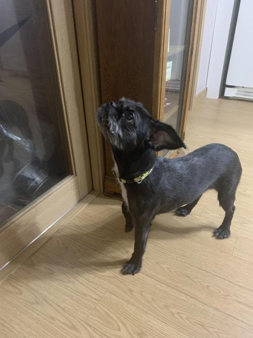 이천 부발읍 신하리에서 발견된 검은색 강아지