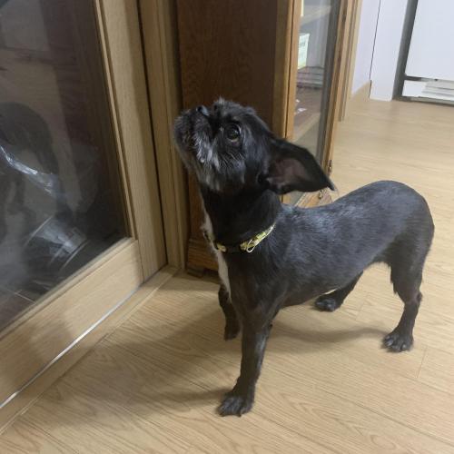 이천 부발읍 신하리에서 발견된 검은색 강아지