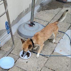 강아지를 찾아요