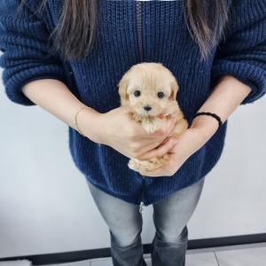 강아지분양 김포강아지분양 말티푸분양 체구가 정말 작은 크림 말티푸 분양합니다! 추운 겨울 아이에게 가족이 되어주세용