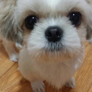 인천/간석동/시츄/암컷/꽁이를 찾아주세요