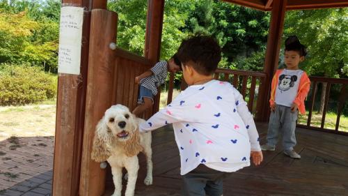 월곡동 푸르지오에서 유기견보호중입니다 코카스파니엘