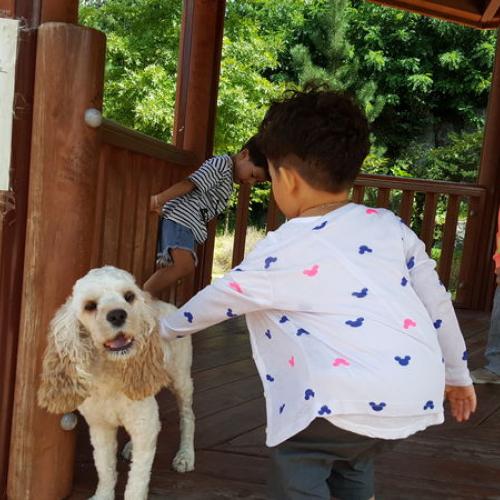 월곡동 푸르지오에서 유기견보호중입니다 코카스파니엘