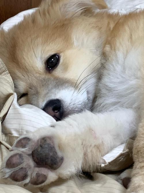 도넛이 엄마아빠 찾습니다.