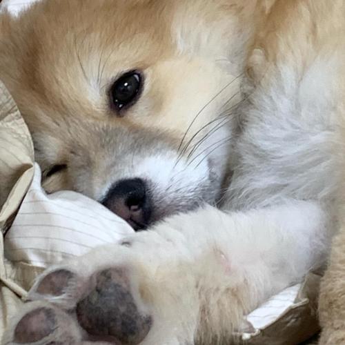 도넛이 엄마아빠 찾습니다.