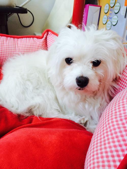 인천 계산동/흰색/숫컷/말티즈 같아요 임시보호중