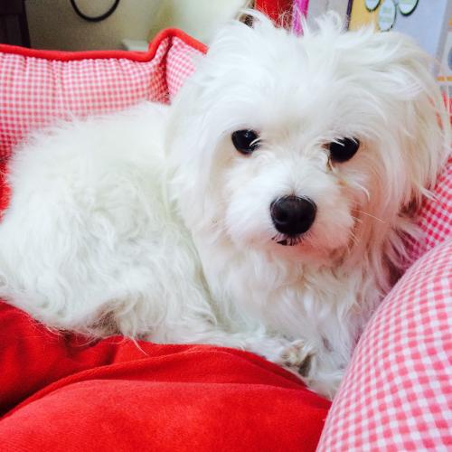 인천 계산동/흰색/숫컷/말티즈 같아요 임시보호중