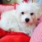 인천 계산동/흰색/숫컷/말티즈 같아요 임시보호중