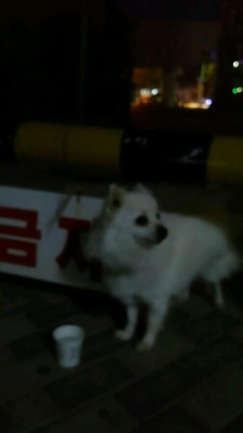 강아지 주인 찾습니다.