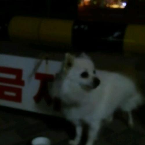 강아지 주인 찾습니다.