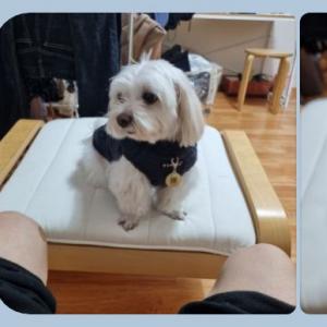 말티즈  강아지을 찾습니다