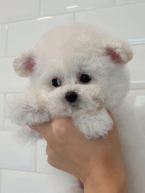 4개월 된 비숑 아가의 좋은 보호자 분을 찾고 있습니다