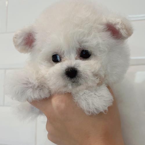 4개월 된 비숑 아가의 좋은 보호자 분을 찾고 있습니다