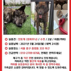 까미를 찾습니다