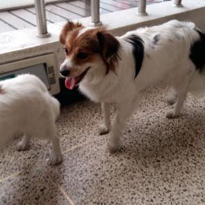 서울 대림역 근방 2015-4-16 잃어버린 강아지입니다.