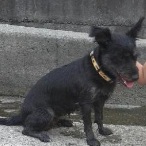 대덕구 읍내동에서 잃어버린 검정색 믹스견을 찾습니다.