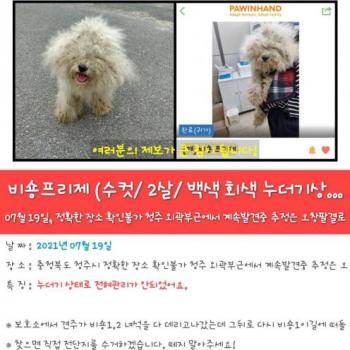 오근장ㅡ오창ㅡ진천 강아지찾습니다.