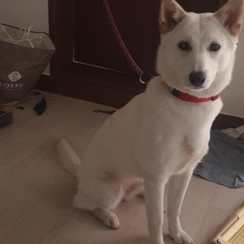 1살된 진돗개 임보처구합니다