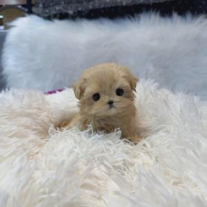 2개월령 크림말티푸분양 보냅니당