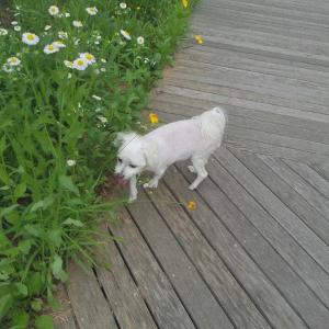 관악구 성현동 말티즈 강아지 찾아요