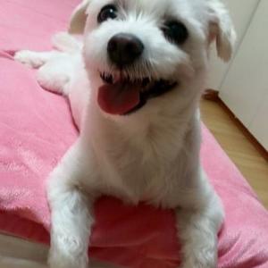 6살된 말티즈 분양합니다