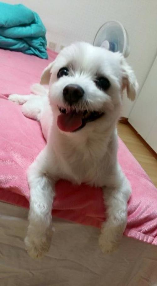 6살된 말티즈 분양합니다