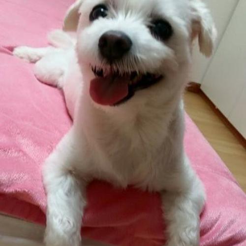 6살된 말티즈 분양합니다