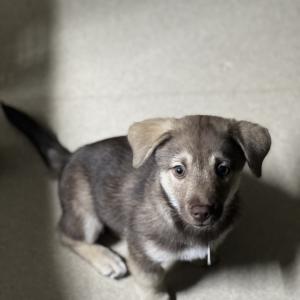 갈색 수컷강아지 레오를 찾습니다.