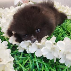 2개월령 포메라니안 강아지분양