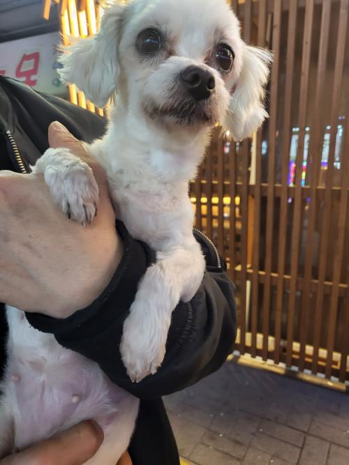 말티즈 여아 보호하고 있습니다