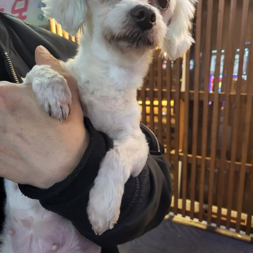 말티즈 여아 보호하고 있습니다