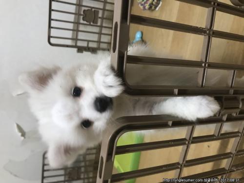 폼피츠 여아 분양합니다 / 책임분양10만