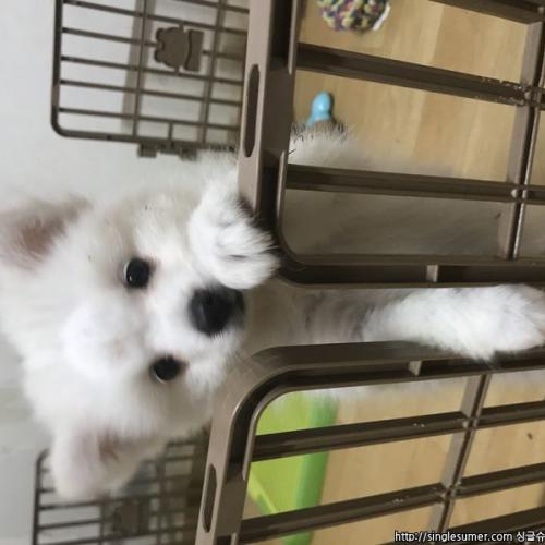 폼피츠 여아 분양합니다 / 책임분양10만