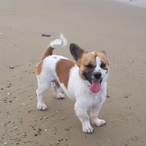 강아지를 찾아요