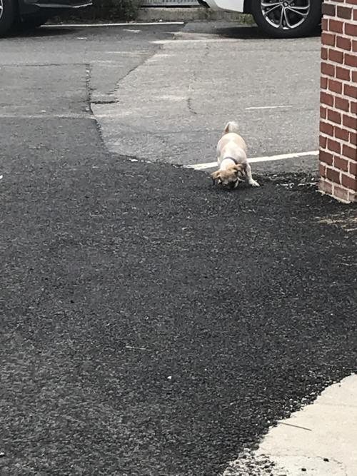 여아 시츄 주인분 찾아요