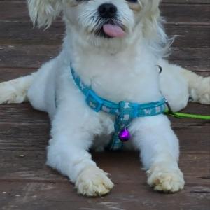 잃어버린 래완견 말티즈을 간절히 찾습니다