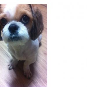 (강아지 찾아요 시츄 남아) 강동구 둔촌동 근처에서 잃어버렸어요