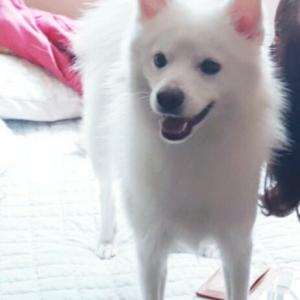 서울시 관악구 (봉천/신림) 스피츠 보슬이를 찾아요