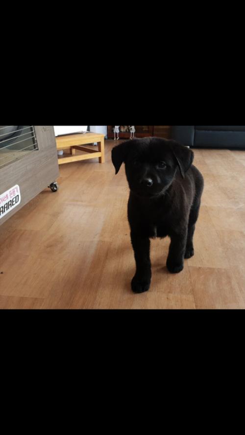 래브라도 레트리버 블랙 남아 5마리