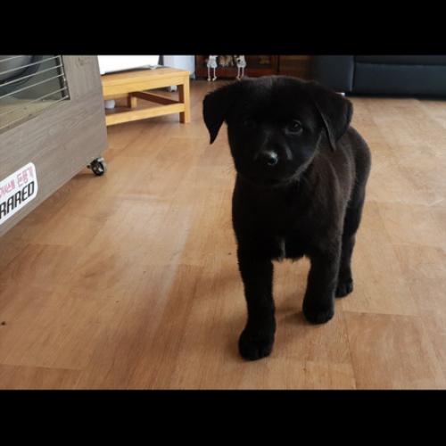 래브라도 레트리버 블랙 남아 5마리