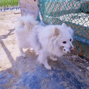 흰색 강아지, 스피츠 남 중형사이즈 찾아요