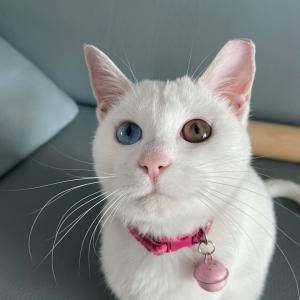 전주 한옥마을에서 잃어버린 고양이 찾습니다