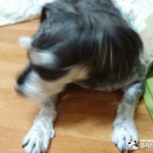 서울 도봉구 슈나우저 찾습니다