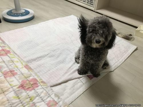 광주 북구 회색 푸들인지 비숑인지 헷갈리는 아이를 보호중입니다