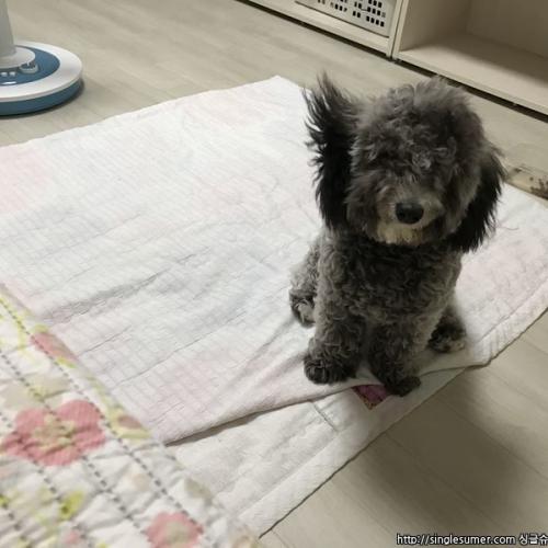 광주 북구 회색 푸들인지 비숑인지 헷갈리는 아이를 보호중입니다