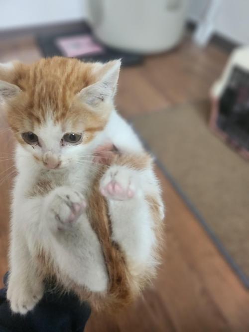 분양새끼고양이