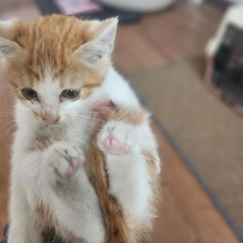 분양새끼고양이