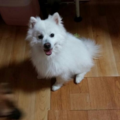 부산  가야 주인찾아요